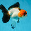 A Grade Lava Tricolor Red Head Oranda Female 5.5 inches #021425OR_20