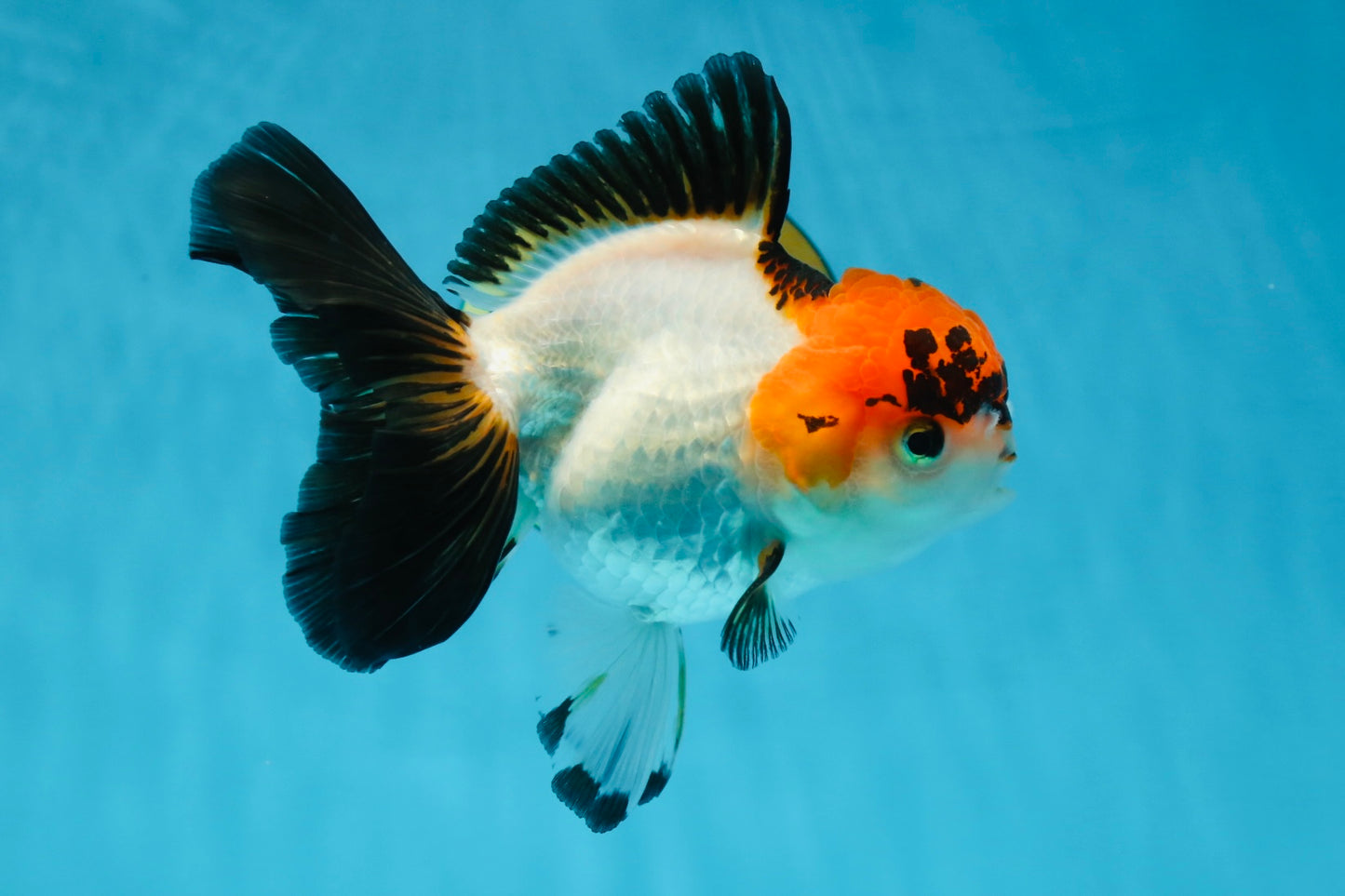 A Grade Lava Tricolor Red Head Oranda Female 5.5 inches #021425OR_20