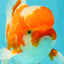 A Grade  Red White Oranda Male 5.5 inches #100926OR_15