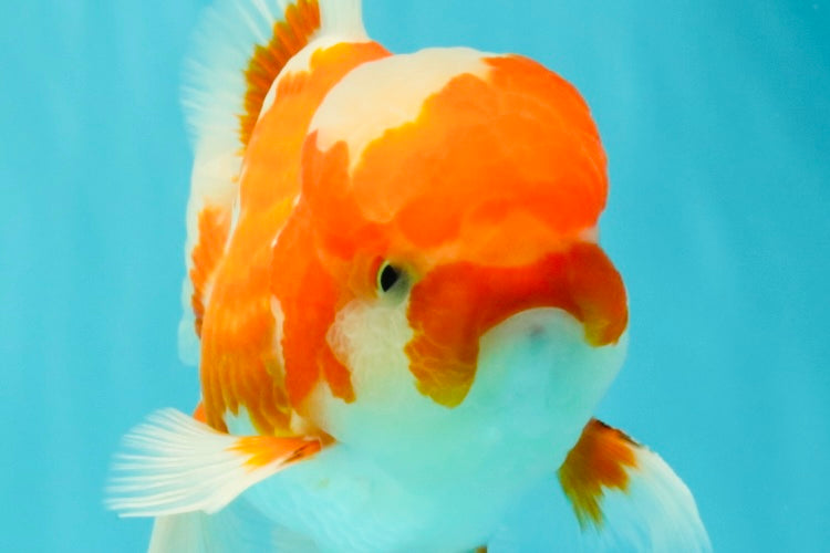 A Grade  Red White Oranda Male 5.5 inches #100926OR_15