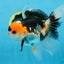 A Grade Tricolor Oranda Male 5 inches #082225OR_20