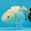 White Sakura Chinese Ranchu Female 4.5-5 inches #112825RC_13
