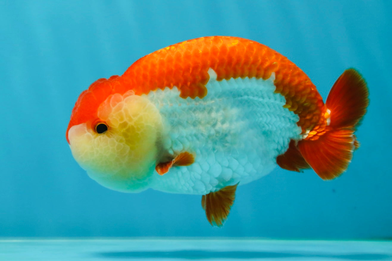 AAA Grade Red White LionKing 4.5 inches #050925LC_14