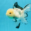 AAA Grade Panda Button Eyes Oranda Female 6 inches #120624OR_09