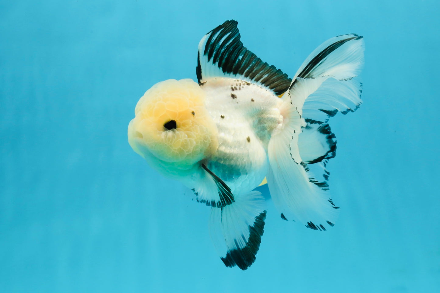 AAA Grade Panda Button Eyes Oranda Female 6 inches #120624OR_09