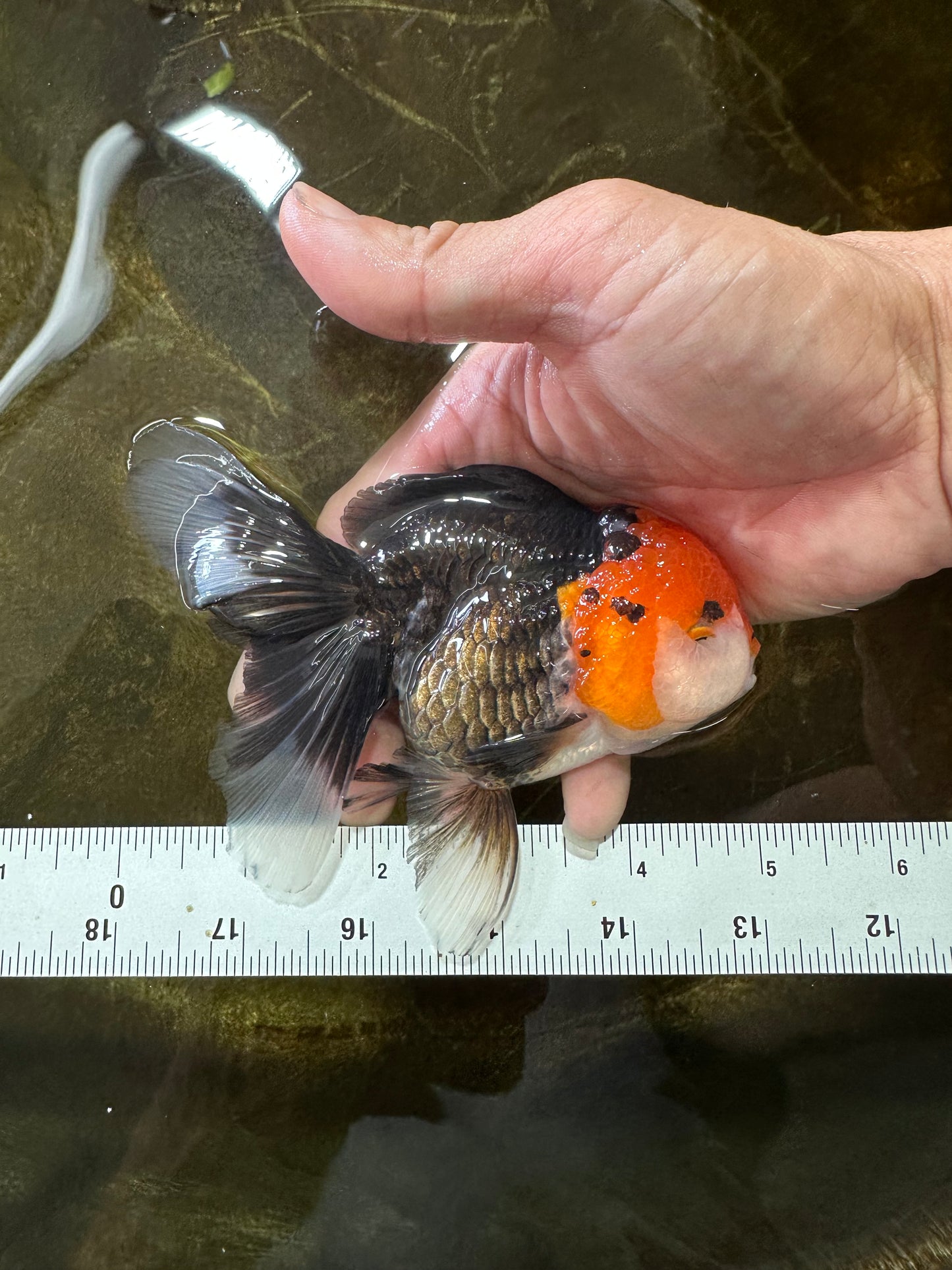 A Grade Tricolor Oranda Female 5 inches #082225OR_23