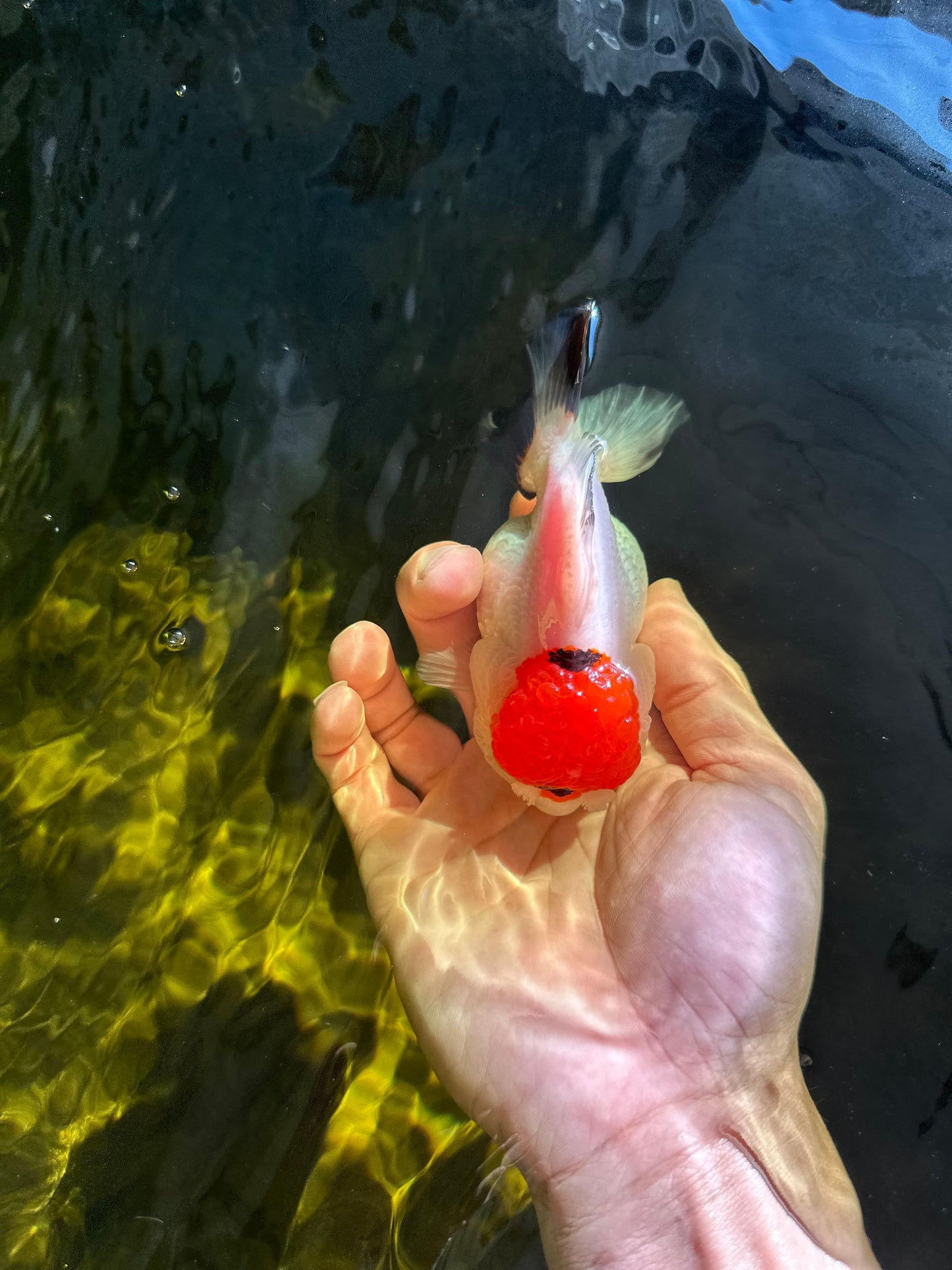 Tancho Pompom Tricolor Yuanbao Female 4 inches #050925YB_31