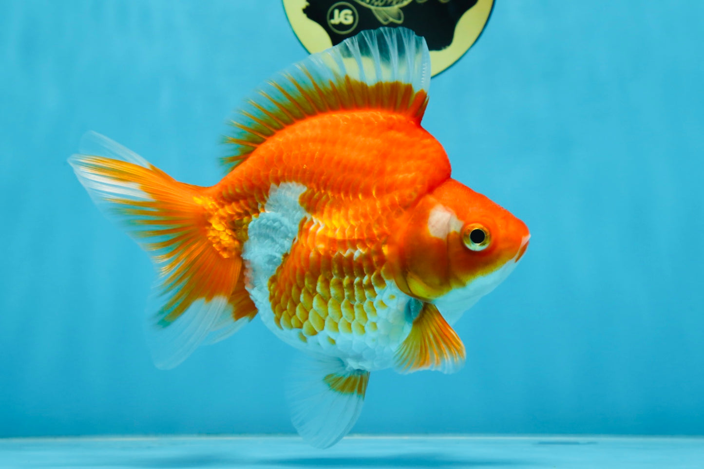 A Grade Ryukin Red White Female 5 inches #070425RK_04