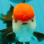 AAA Grade Cheeky Tricolor Oranda Male 5.5 inches #110124OR_15