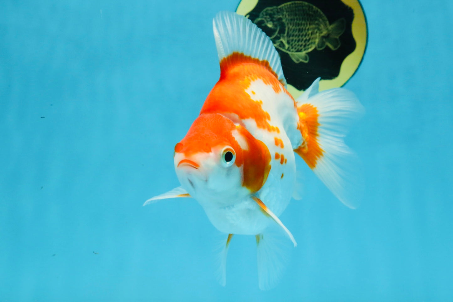 A Grade Red White Ryukin Female 5.5-6 inches #111425RK_06