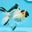 Panda macho de 4,5 pulgadas con ojos de botón de grado AAA, oranda, n.º 0913OR_07