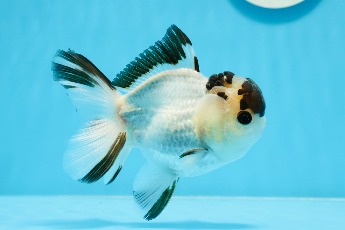 AAA Grade Panda Button Eyes Oranda Male 4.5 inches #0913OR_07