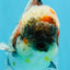 BULLDOG AAA Grade Calico Kirin Oranda Male 6.5 inches #040326OR_20