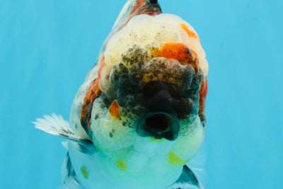 BULLDOG AAA Grade Calico Kirin Oranda Male 6.5 inches #040326OR_20