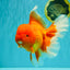 AAA Grade Super Jumbo Red White  Oranda Male 8-8.5 inches #062626OR_04