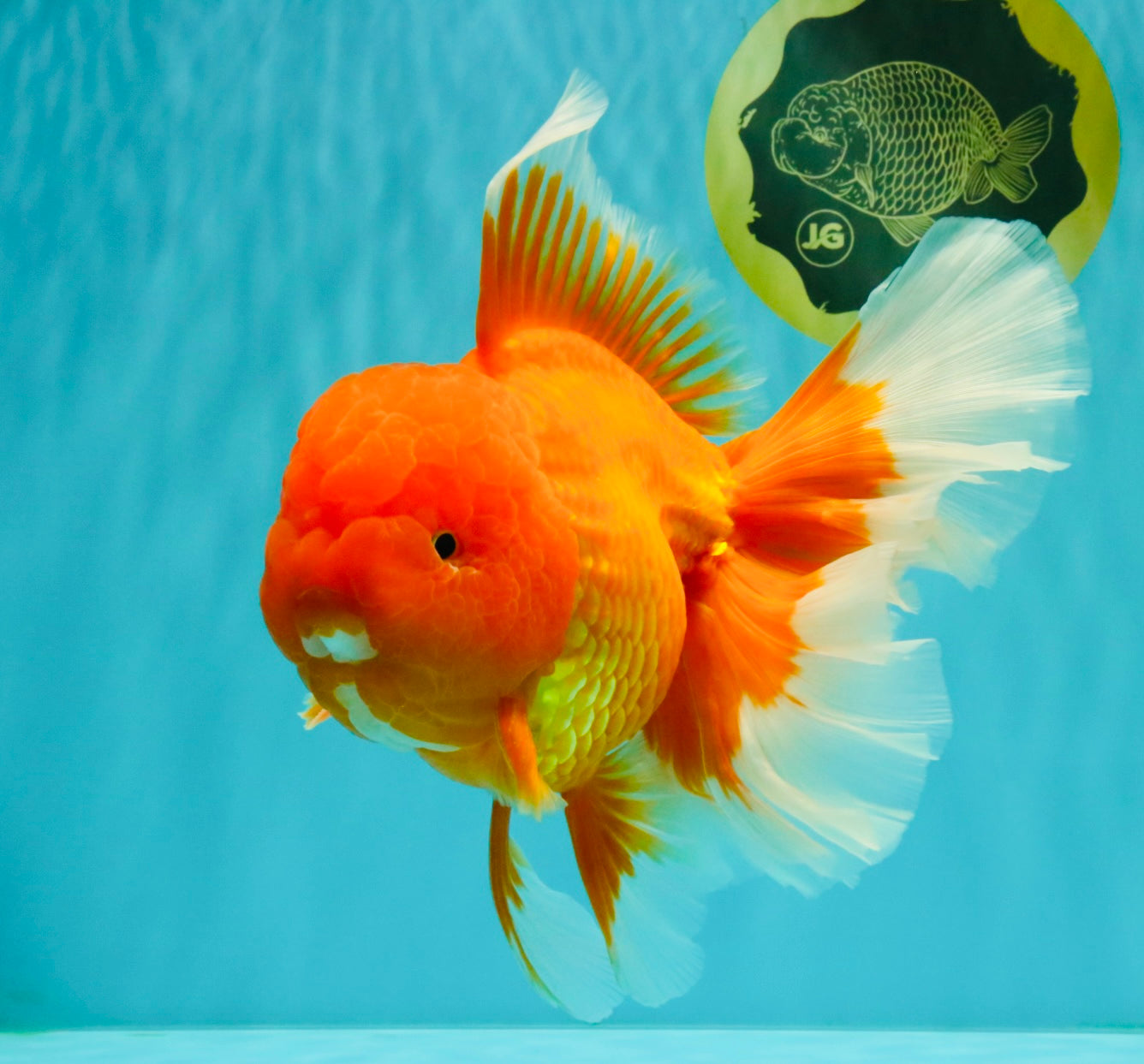 AAA Grade Super Jumbo Red White  Oranda Male 8-8.5 inches #062626OR_04