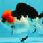 SUPER CUTE A Grade Tricolor Yuanbao Male 5.5 inches #051526YB_09