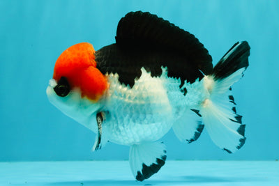SUPER CUTE A Grade Tricolor Yuanbao Male 5.5 inches #051526YB_09