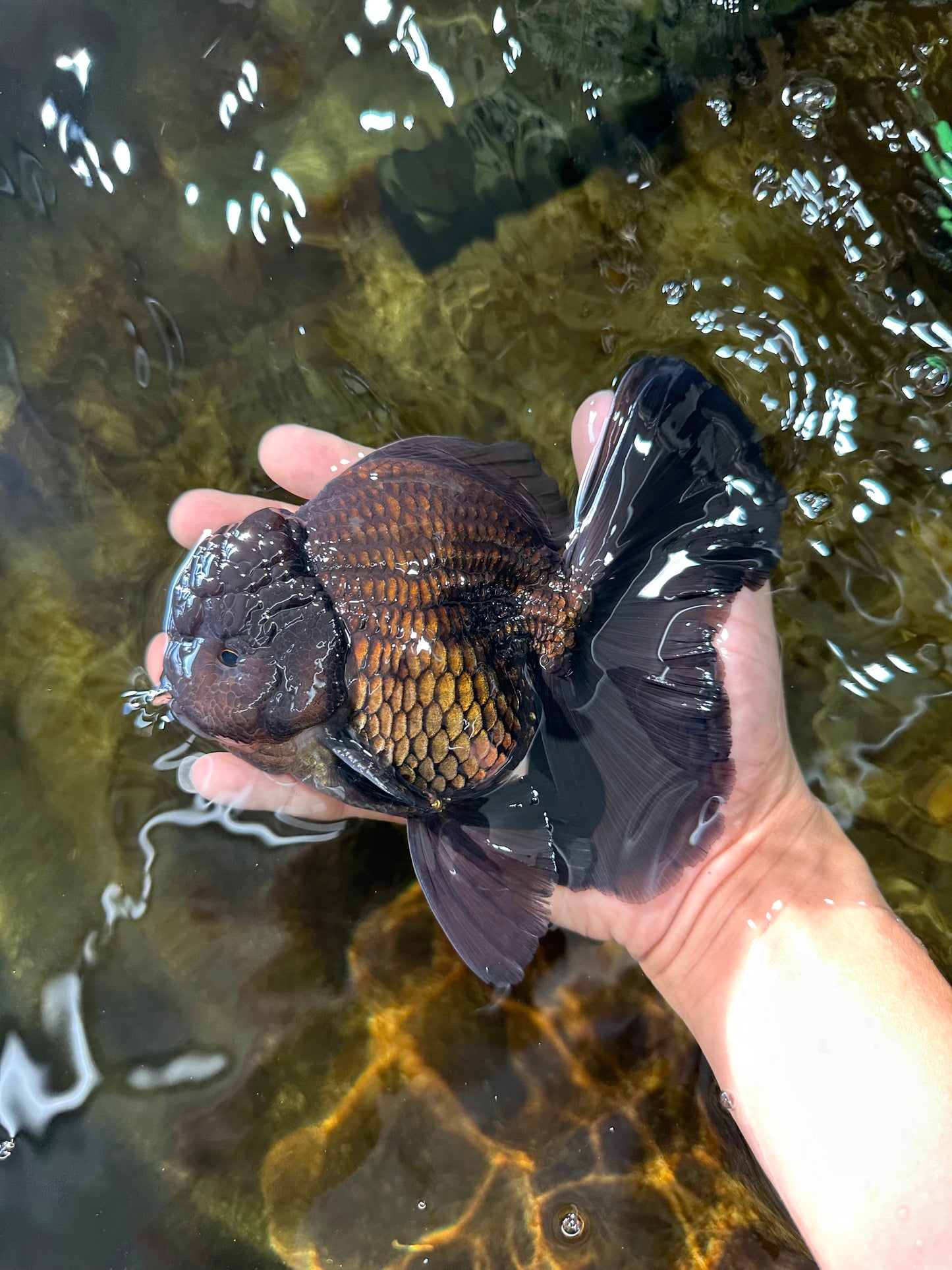 CHONKY AAA Grade Godzilla Black Oranda Male 6  inches #082225OR_13