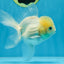 A Grade BEAUTIFUL White Oranda Male 5 inches #072525OR_14