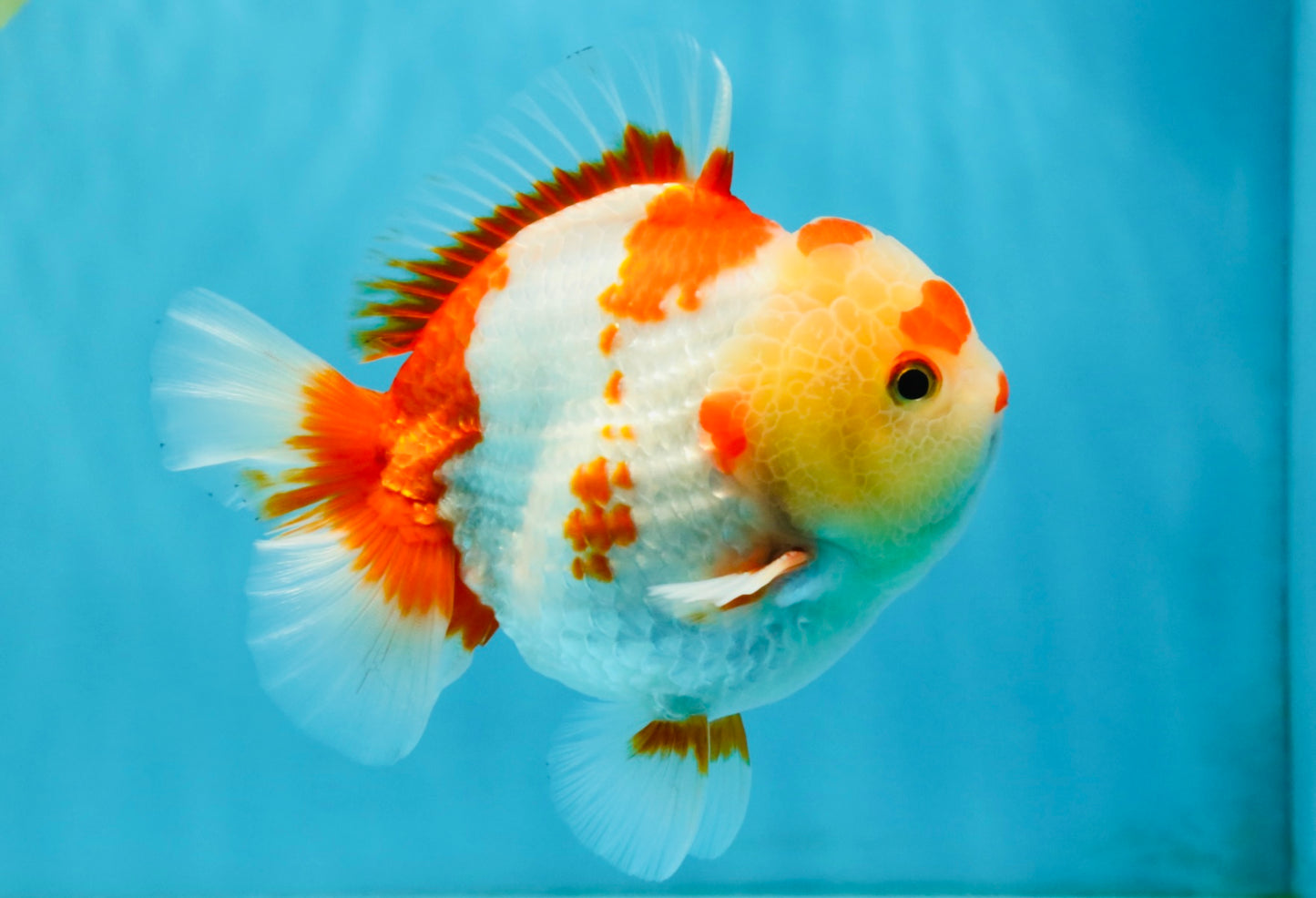 SUPER Cutie AAA Grade Red White Yuanbao Male 5 inches #032726YB_01