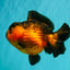 LAVA AAA Grade Apache Yuanbao Female 5.5-6 inches #092526YB_15