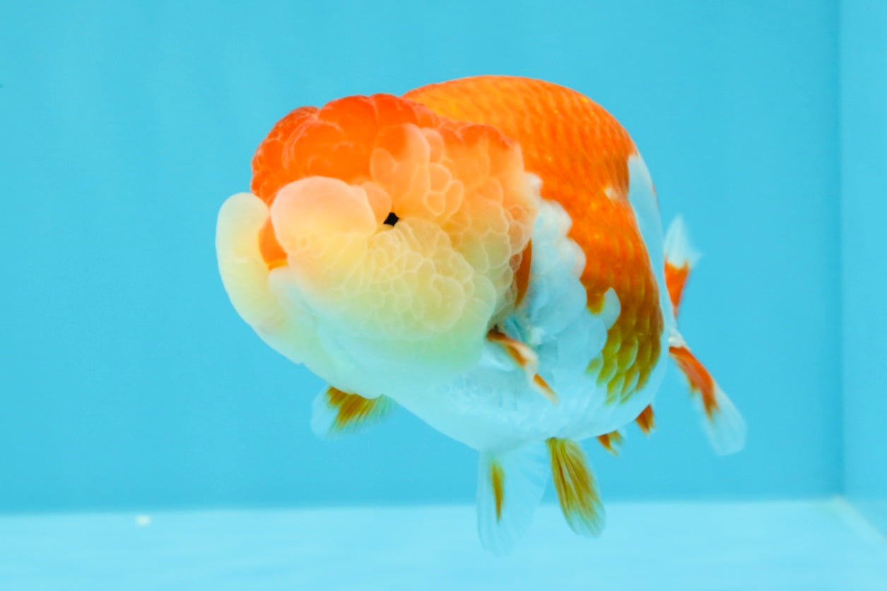 AAA Grade Peekaboo Dragon Head Red White LionQueen 4.5 inches #022726LC_27