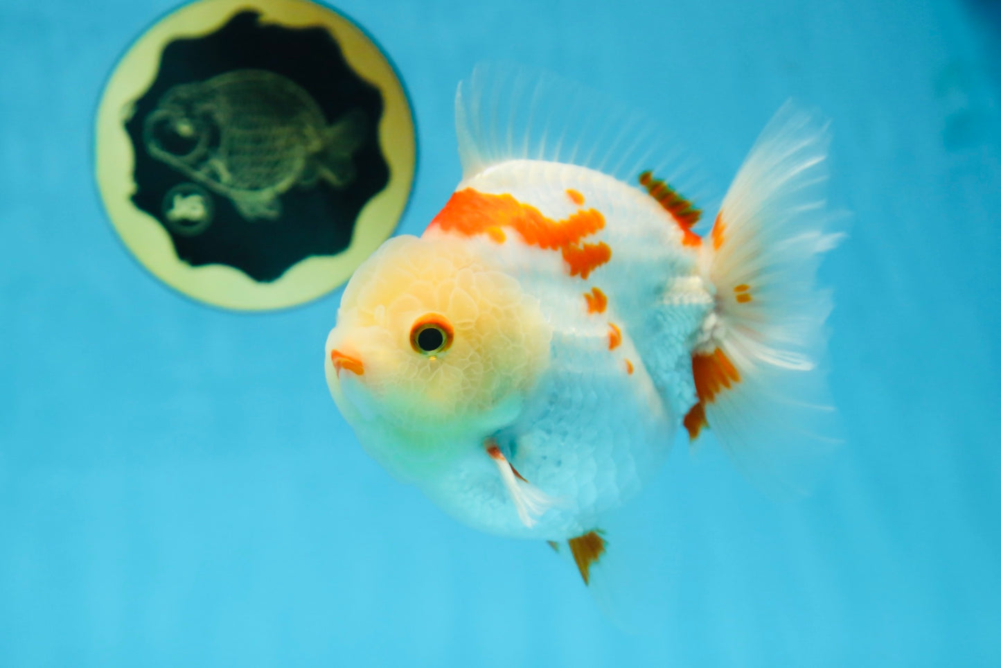 A Grade SUPER CUTE Red White Yuanbao Male 5 inches #090525YB_06