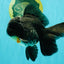 A Grade Kirin Oranda Male 5.5 inches #061926OR_22