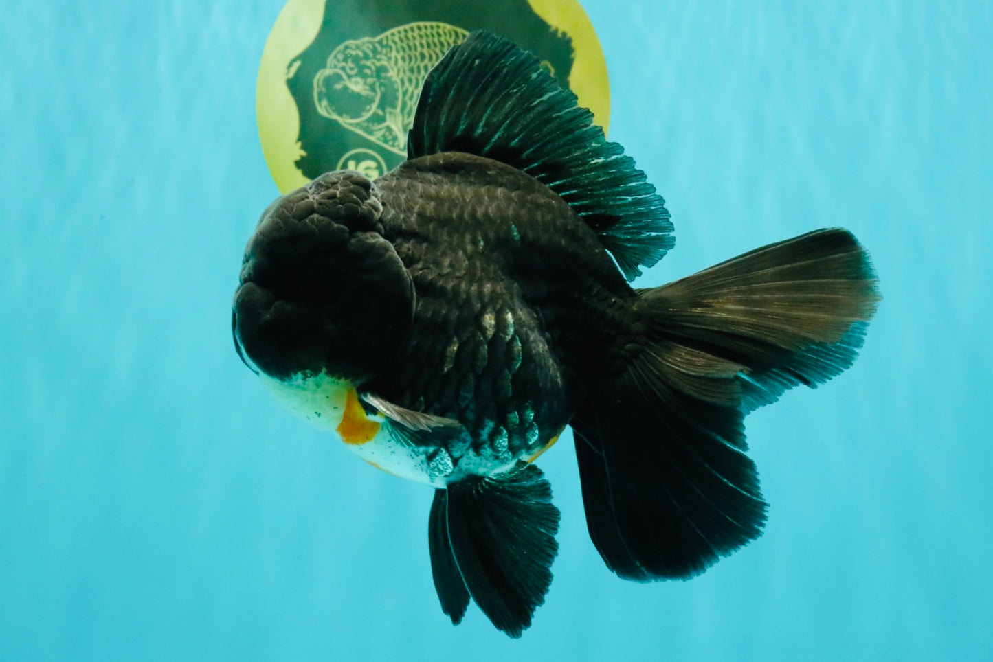 A Grade Kirin Oranda Male 5.5 inches #061926OR_22