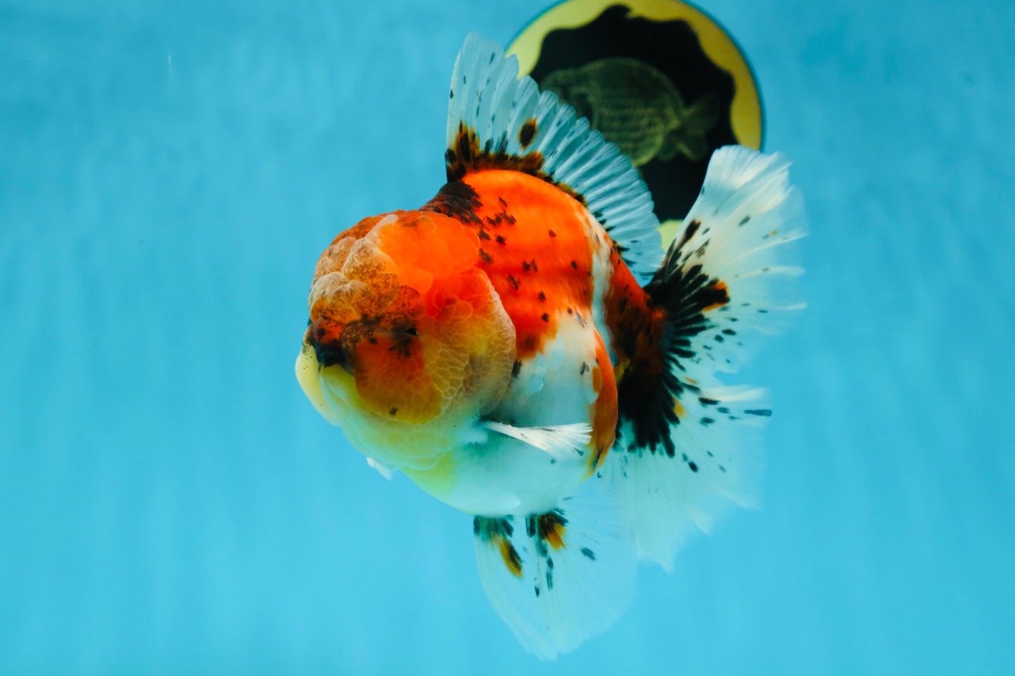 AAA Grade RARE Godzilla Calico Sakura Oranda Male 5.5 inches #051625OR_20