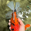 A Grade Tiger Oranda Female 7.5-8  inches #100226OR_34