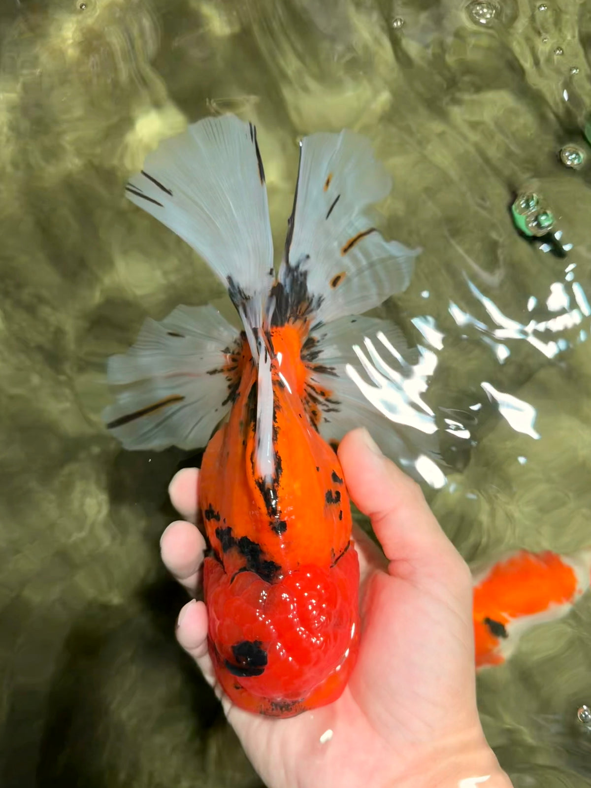 A Grade Tiger Oranda Female 7.5-8  inches #100226OR_34