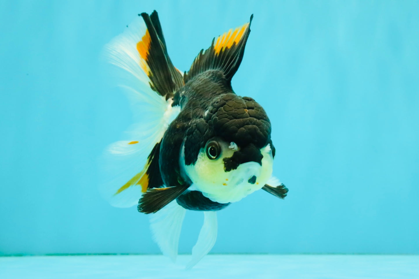 A Grade Tricolor Oranda Female 5.5 inches #081526OR_27