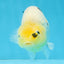 A Grade Cow Chinese Ranchu Female 5 inches #103125RC_09