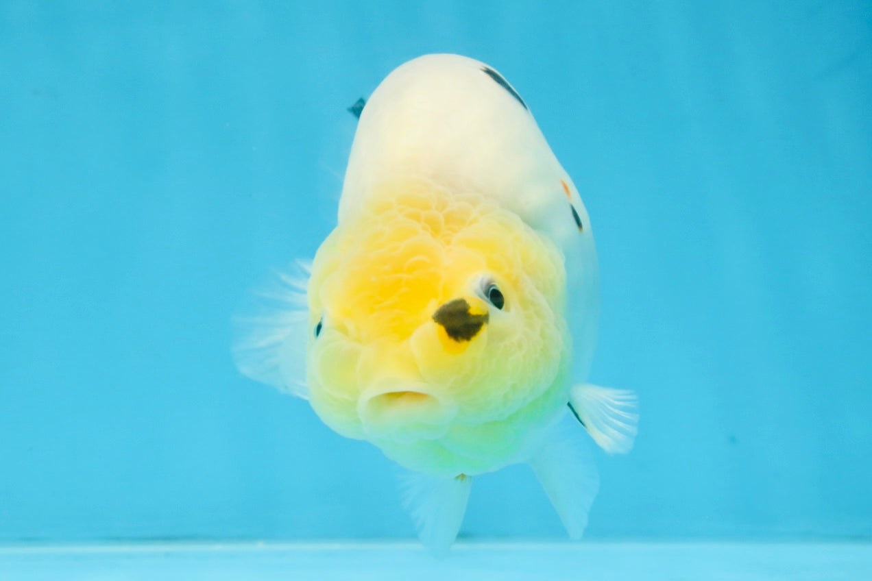 A Grade Cow Chinese Ranchu Female 5 inches #103125RC_09