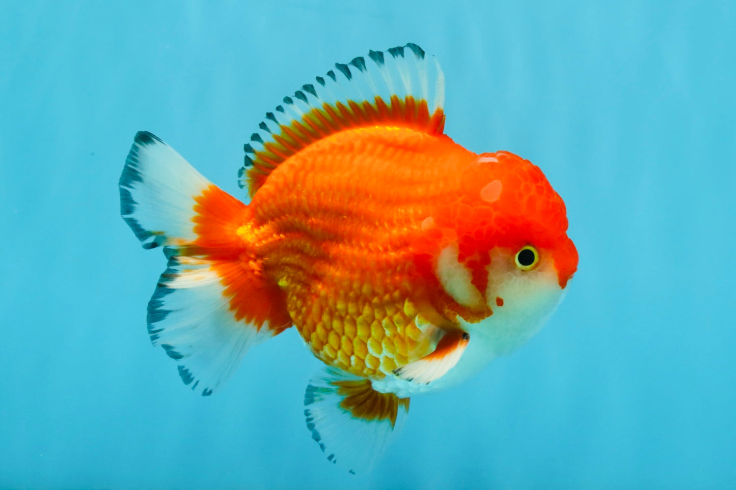 SPECIAL AAA Grade Red White Yuanbao Male 5-5.5 inches #032726YB_02