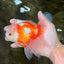 A Grade Jade Head Red White Oranda Male 5.5 inches #102326OR_07