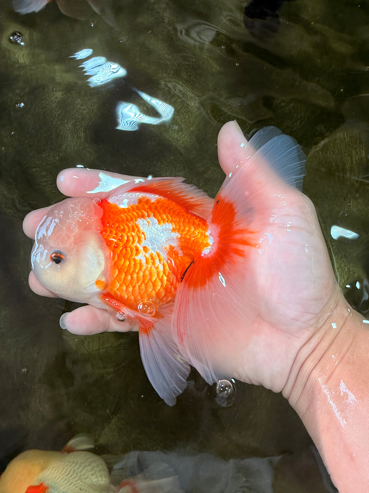 A Grade Jade Head Red White Oranda Male 5.5 inches #102326OR_07