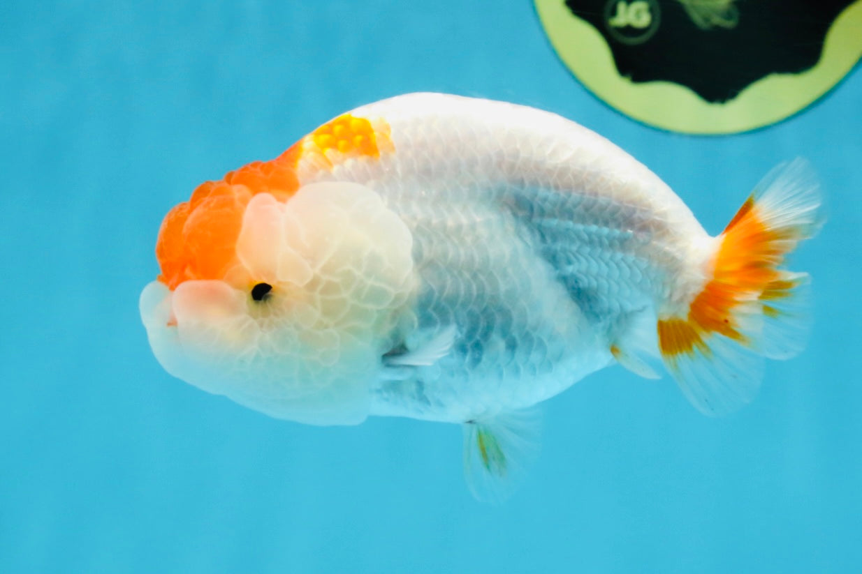 TANCHO Red White LionChu Female 4-4.5 inches #120525LC_15