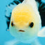 Panda Oranda Male 5 inches #091225OR_23