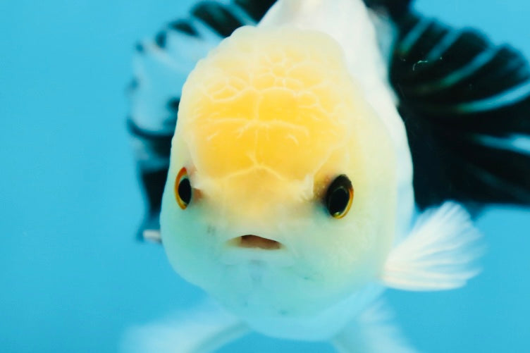 Panda Oranda Male 5 inches #091225OR_23