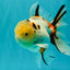 A Grade Sakura Oranda Male 6 inches #071726OR_22