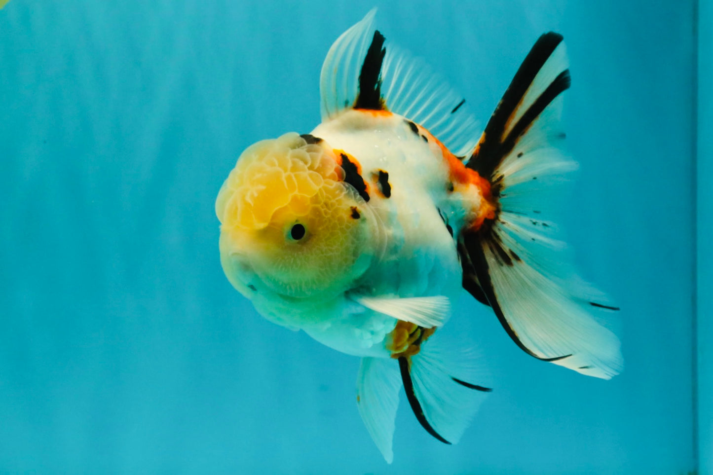 A Grade Sakura Oranda Male 6 inches #071726OR_22