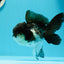 🐼 Panda Oranda Femelle 4,5-5 pouces #0517OR_04