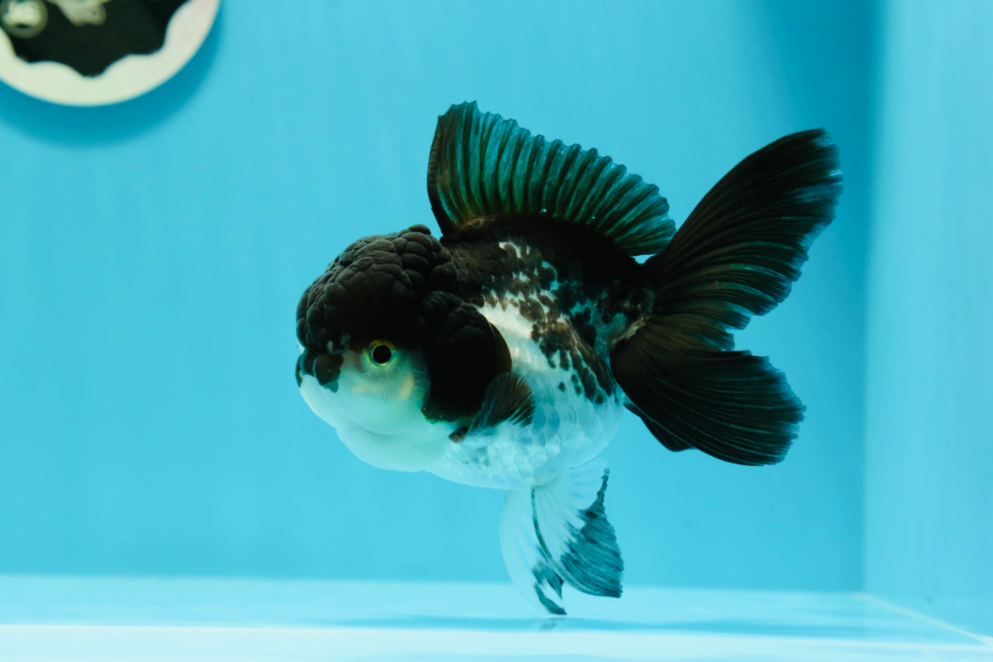 🐼 Panda Oranda Femelle 4,5-5 pouces #0517OR_04