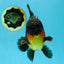 AAA Grade Godzilla Apache Oranda Male 5.5 inches #050925OR_55