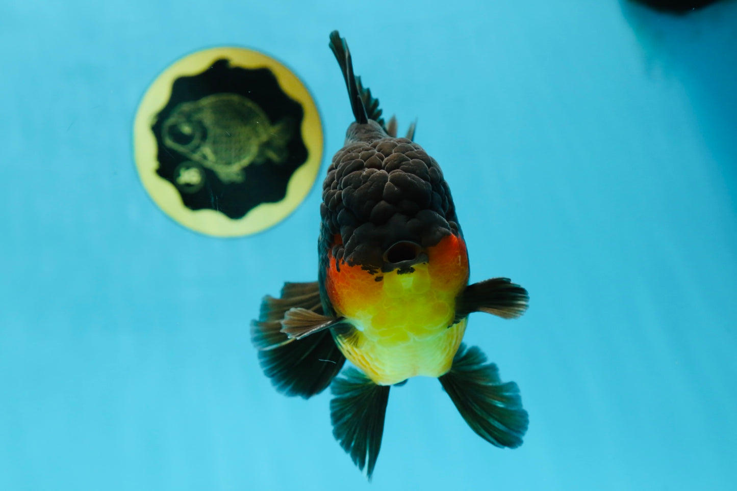 AAA Grade Godzilla Apache Oranda Male 5.5 inches #050925OR_55