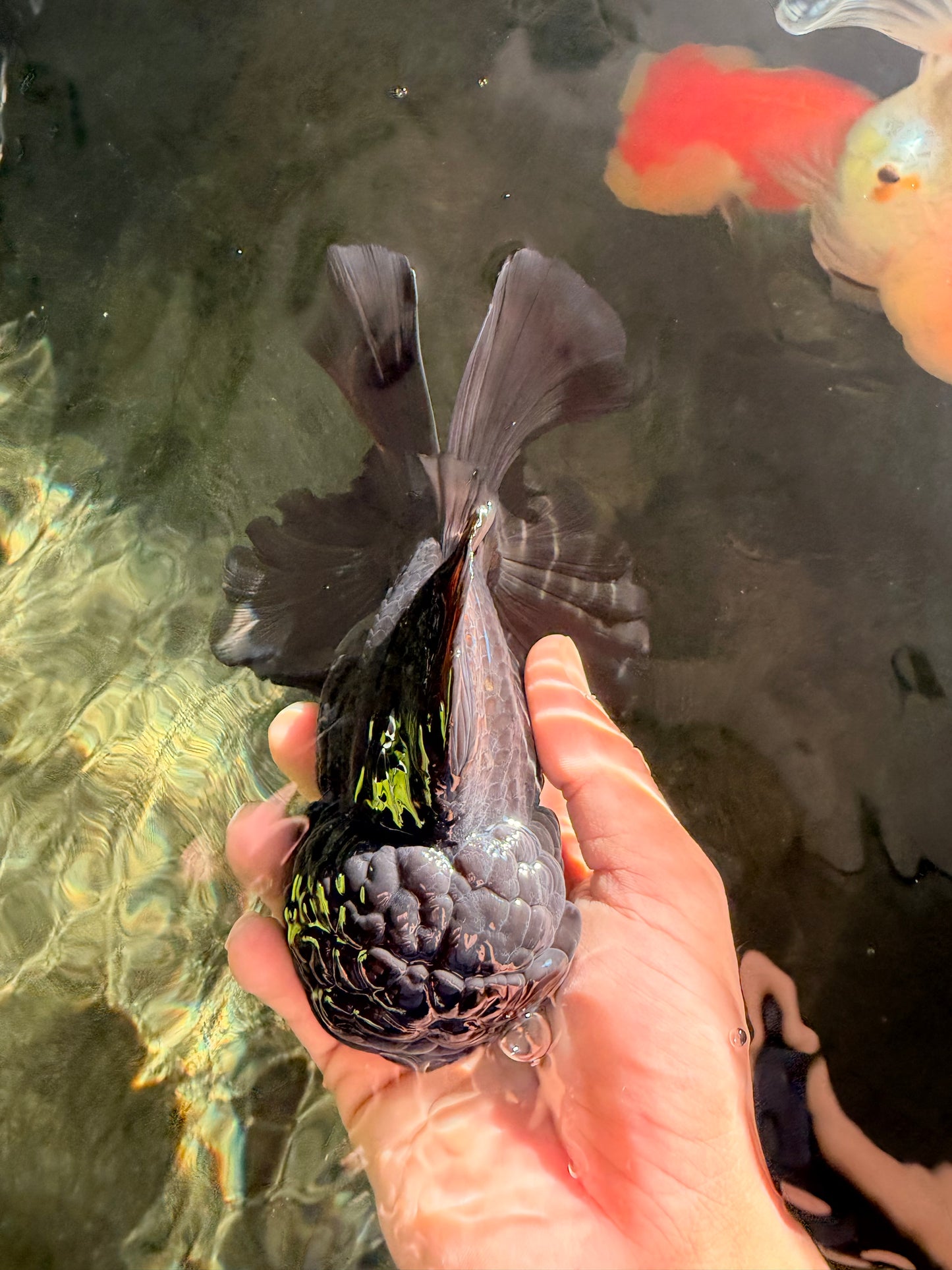 JUMBO AAA Grade Godzilla Black Oranda Male 6-6.5 inches #050826OR_01