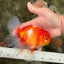 AAA Grade Red White Oranda Male 5.5 inches #072426OR_12